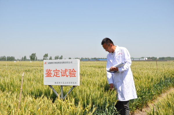 小麦新良种的追梦者图片2.jpg